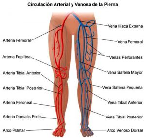 Circulación Arterial y Venosa de la pierna
